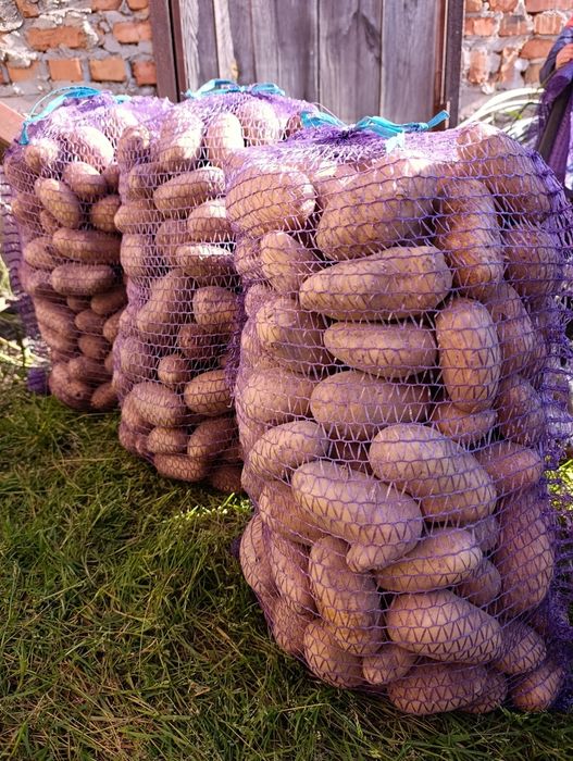 Картопля домашня велика