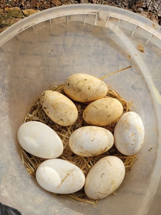 Ovos de ganso de Toulouse