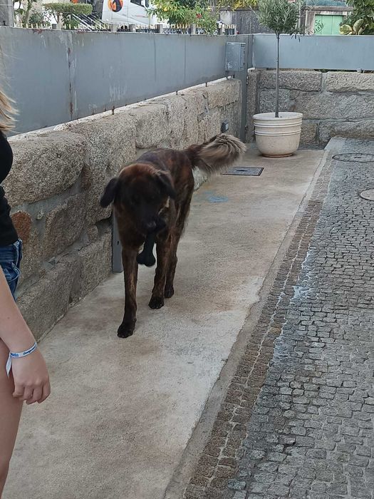 Gil procura Familia de raça