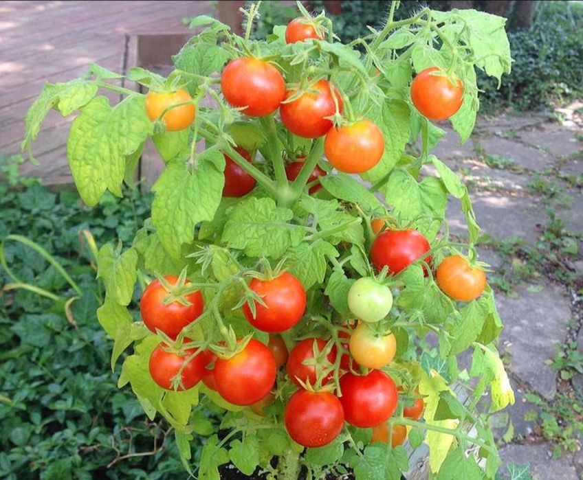 Томати серії"Гноми"