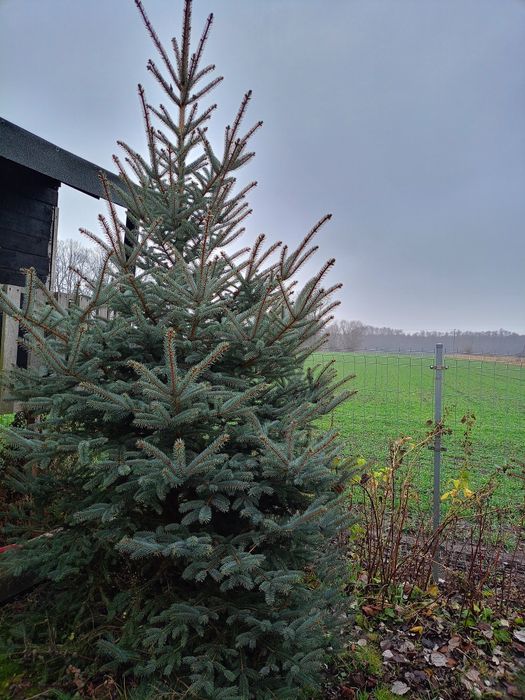 Choinka żywa w doniczce