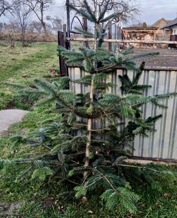 Ялинка зрізана жива різдвяна новорічна