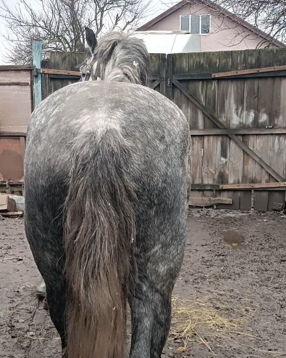 Продажа лошадей г Путивль