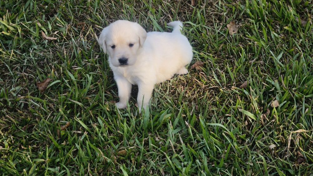 Golden Retriever   disponível.