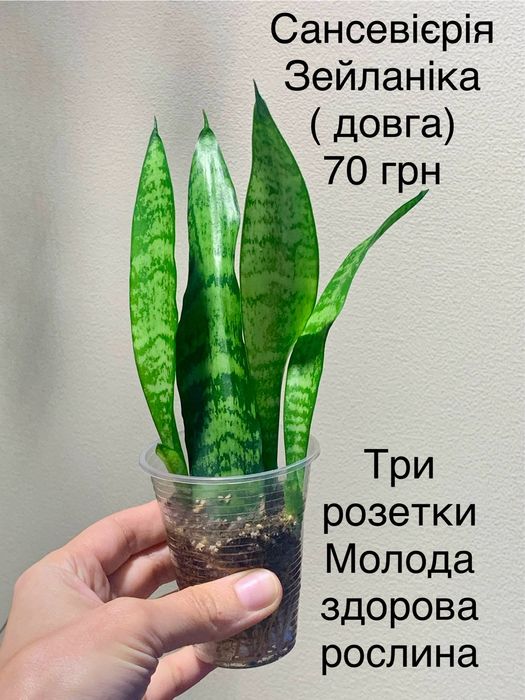 Алое Вера Аспарагус сансевієрія Хлорофітум варієгатний Боні