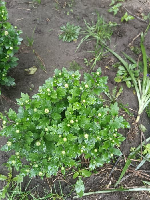 Хризантема мультифлора