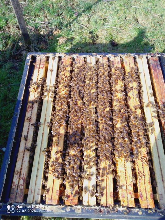 Sprzedam rodziny pszczele