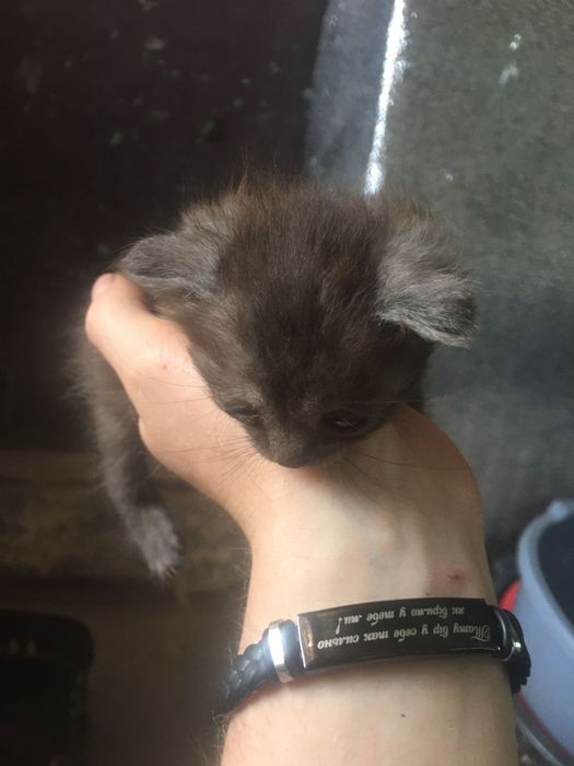 Віддам Кошенят !