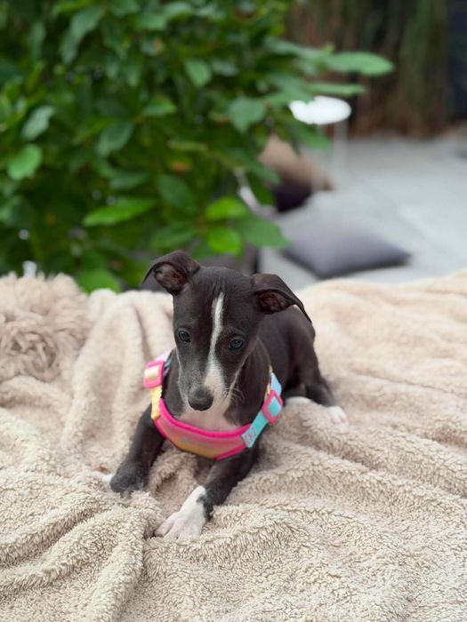 Whippet chart suczka