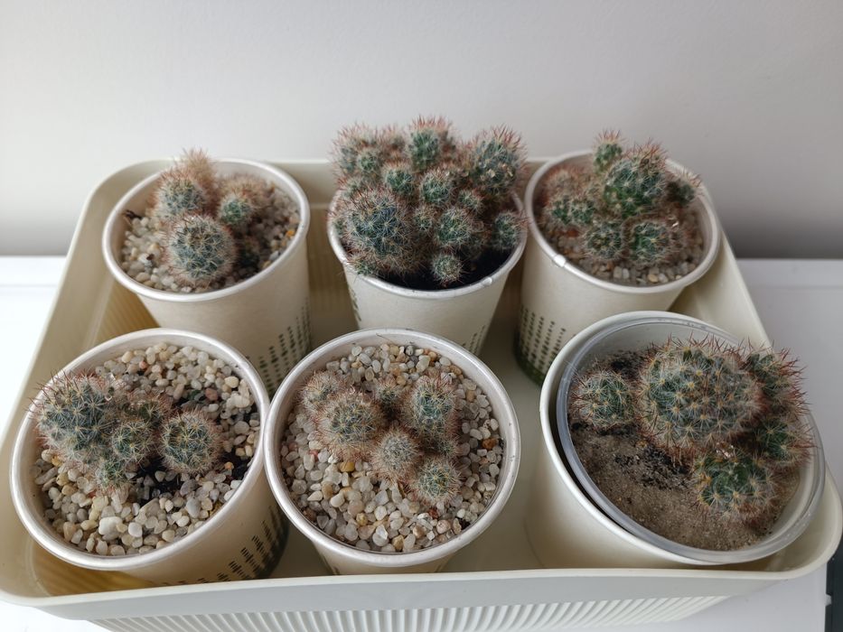 Кімнатні рослини, Сукуленти, Розпродаж
