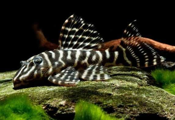 Zbrojnik L199 Columbian Zebra | Hodowla Łajski