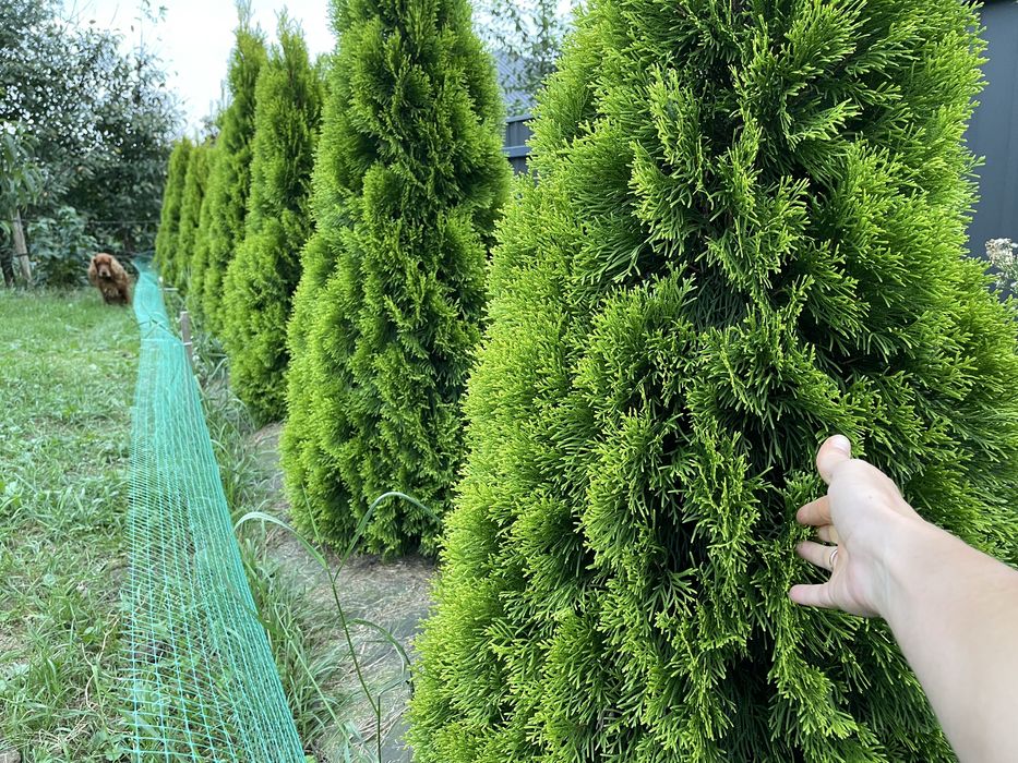 Туї Голден смарагд 11шт. пишні 150см.