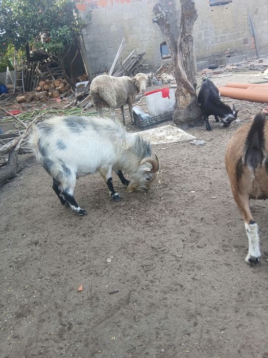 Chibo anão 2 anos