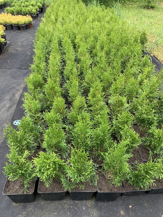 Туя смарагд