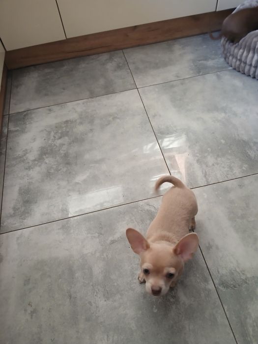 Piękny piesek Chihuahua