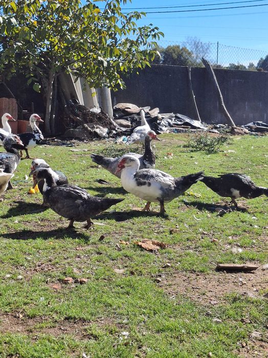 Patos mudos criados ao ar livre