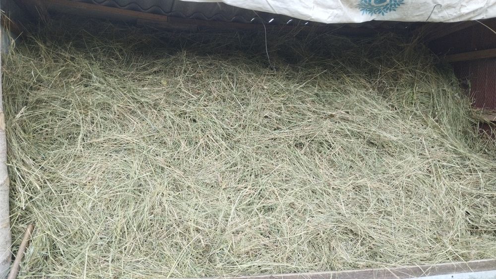 Продам сіно різнотрав'я.