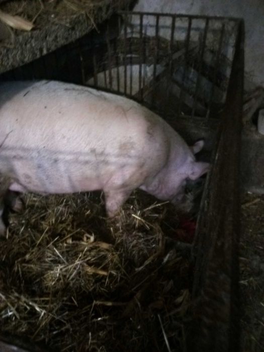 Продам порося вага десь 150. 160 кг