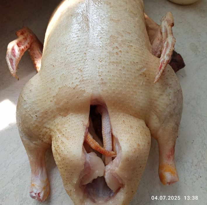 Продам тушки качок (орвія)