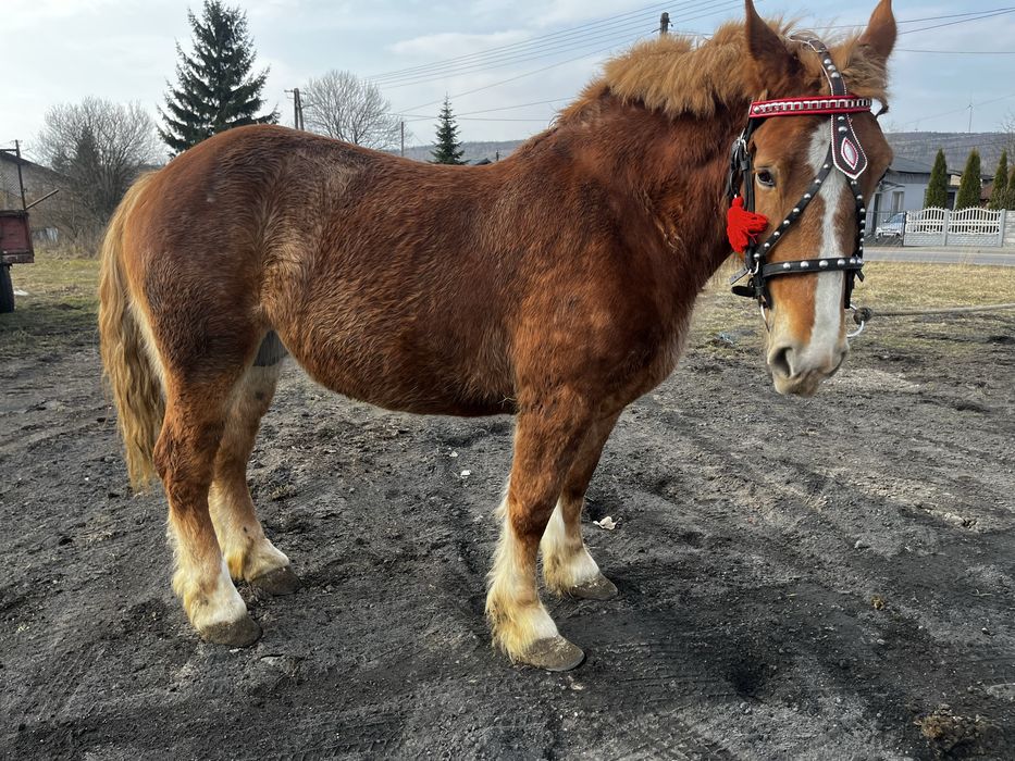 Klacz 7 letnia spokojna