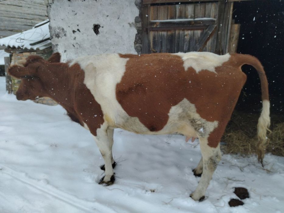Продам рябу корову