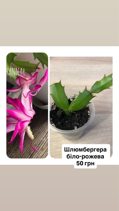 Шлюмбергера і бегонія