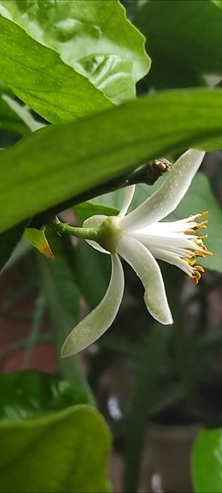 Вкорінений живець з плодоносного лимонного дерева , був із цвітом