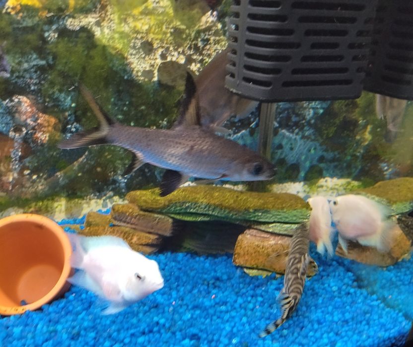 Vendo ou troco vários peixes