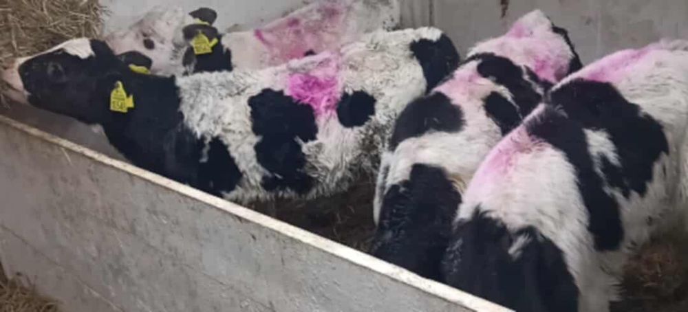 Byczki 3-7tygodni 10szt