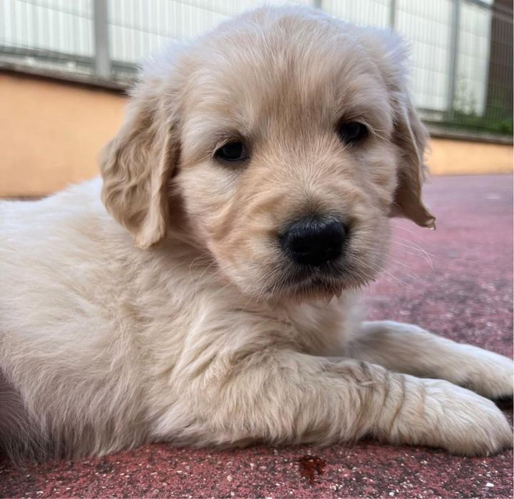 Golden Retriever 2 meses