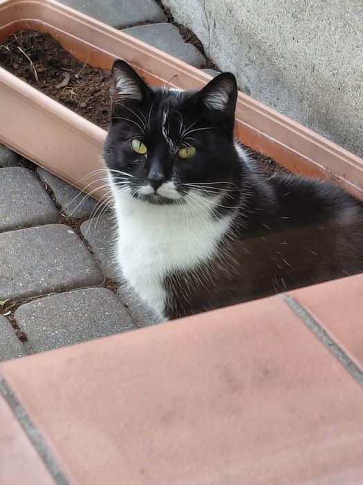 Maxiu szuka domu, cudny kot. Mega miziak, adoptuj