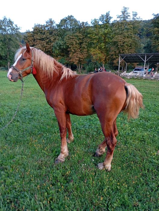 Коні на продаж робочі
