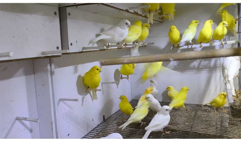 Vários canários poupa alemão