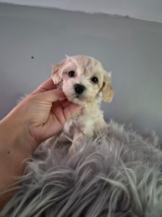 Malenki piesek maltipoo