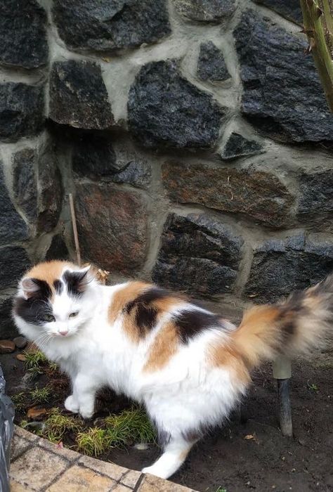 Віддам котиків (Гречани)