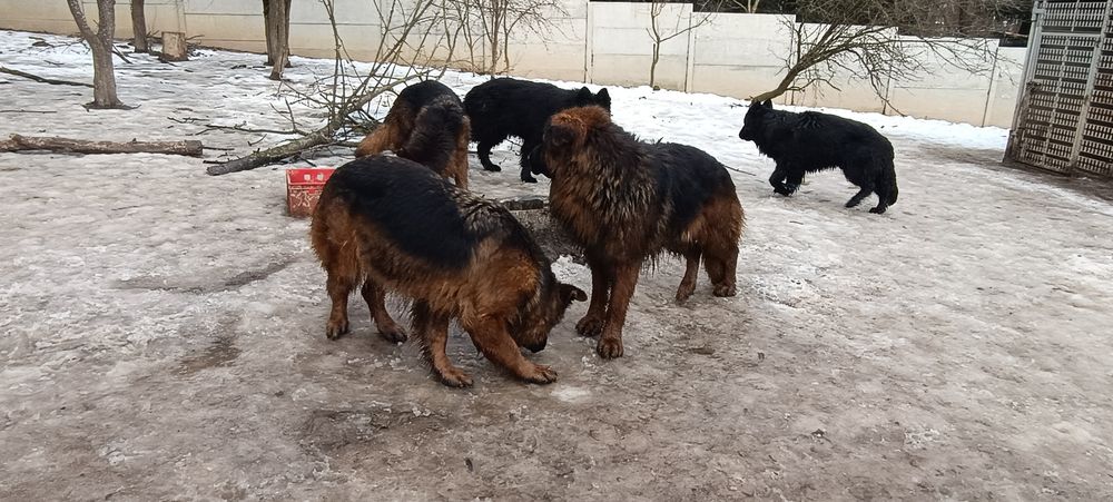 Owczarki niemieckie długowłose