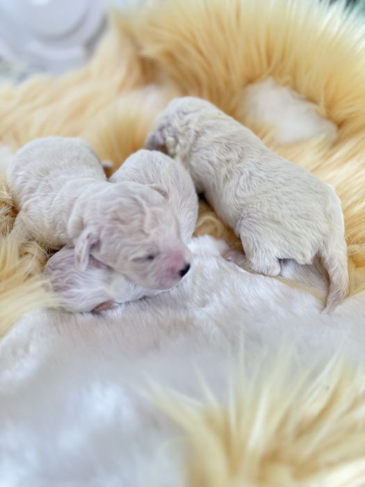 Бішон фрізе / цуценятко