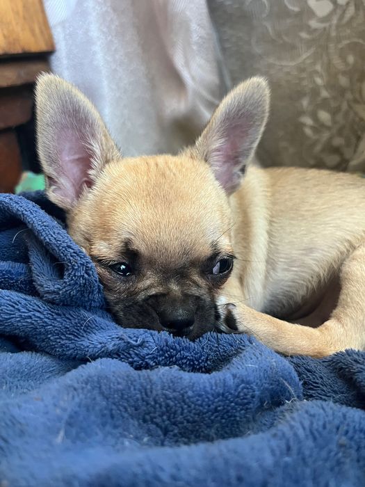 Песики в люблячу родину