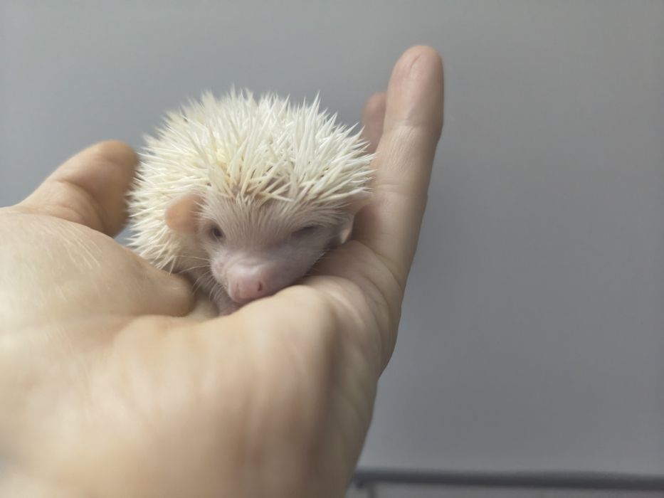 Jeż pigmejski Warszawa Kraków Toruń Kielce Lublin