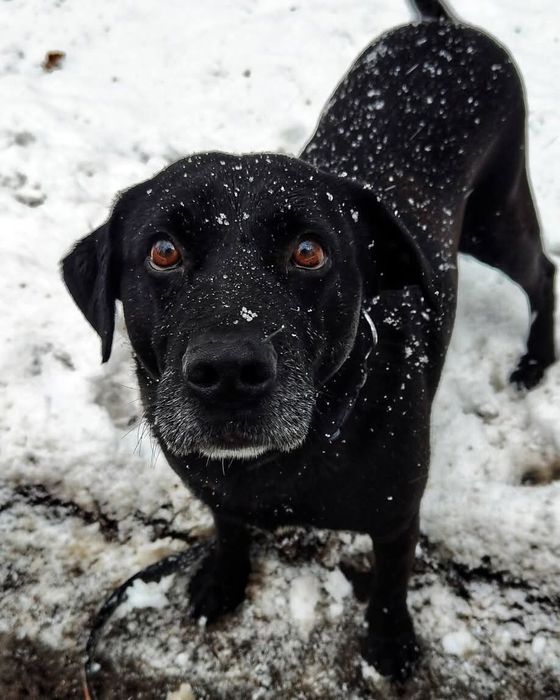 Leo- wspaniały i łagodny mix labrador czeka na dom