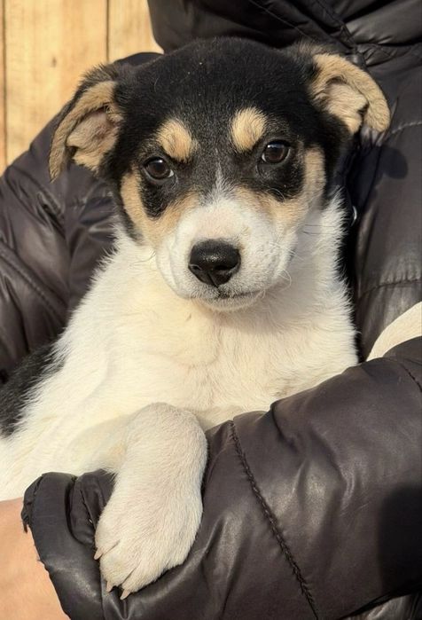 Дейзі — сонячний промінчик