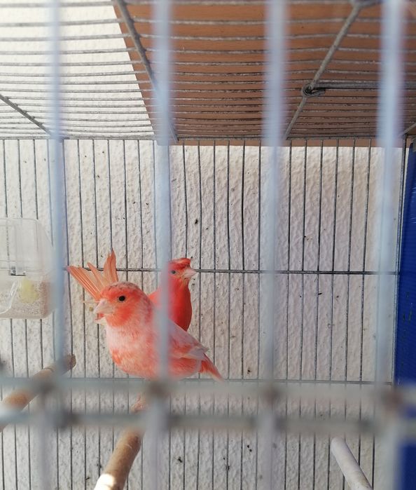 Canários poupa alemão vermelhos e sem poupa do ano 2025. .