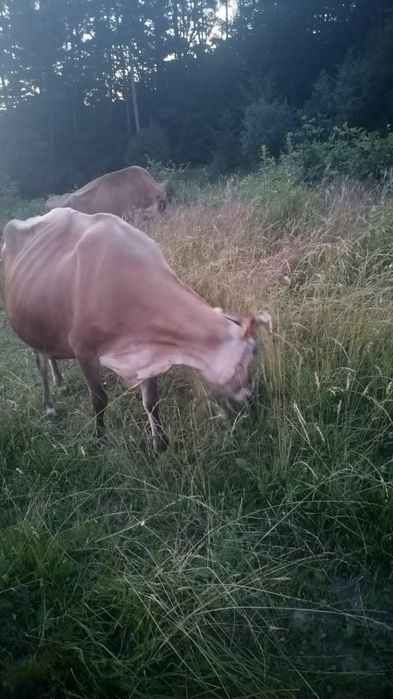 Krowa Jersey mleczna