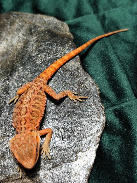 Agama Brodata samice RED młode agamki
