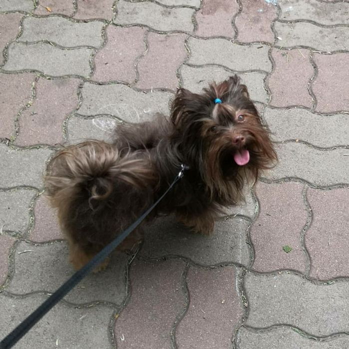 В'язка Йорк (шоколадний)