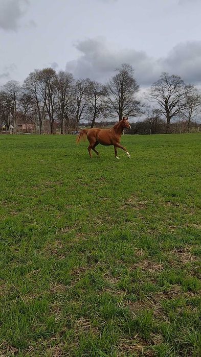 Sprzedam klacz Arabska źrebną