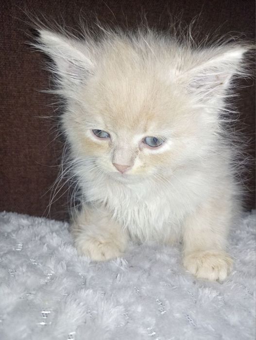 Кошенята шукають дім — безкоштовно