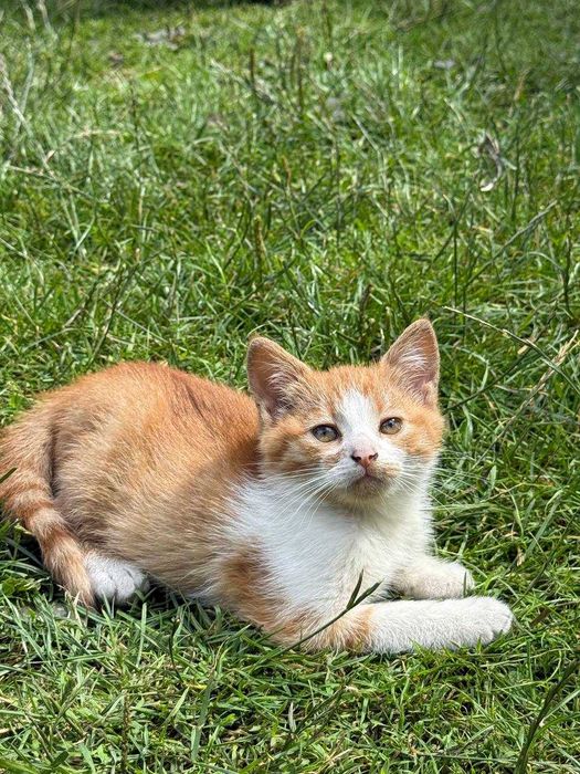 Віддам в добрі руки кошенят