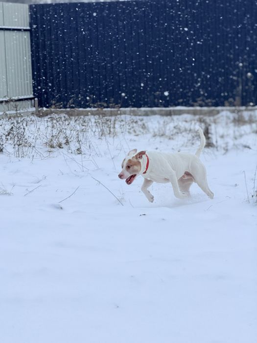 Вітдам собаку в добрі руки