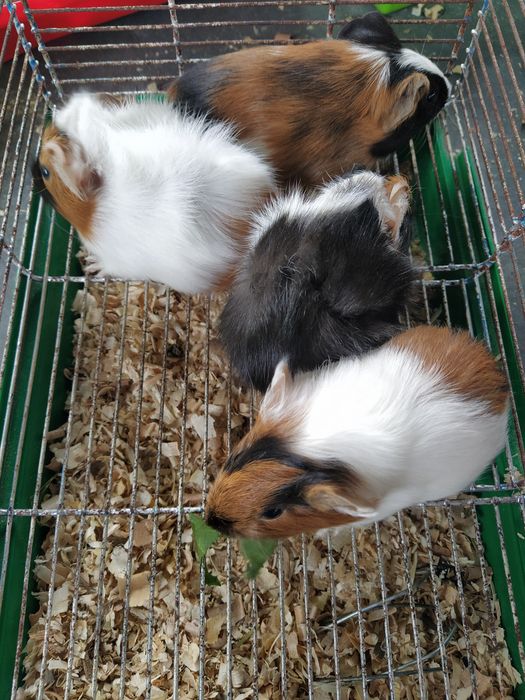 Морские свинки ангорские и розеточные